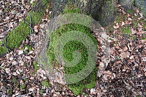 Landscape Nature Forest with Walk Paths and Trees