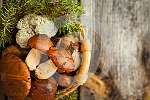 Forest picking mushrooms in a basket