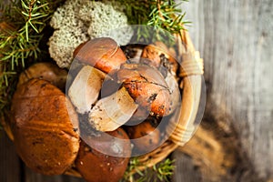 Forest picking mushrooms in a basket