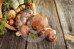 Forest picking mushrooms in a basket