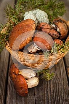 Forest picking mushrooms in a basket