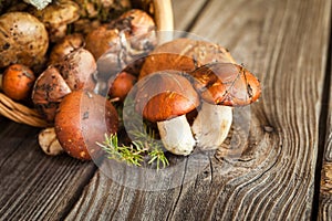 Forest picking mushrooms in a basket