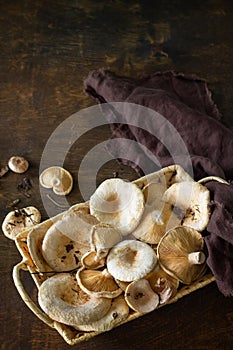 Forest picking mushrooms Chanterelle in wickered basket