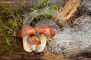 Forest picking mushrooms. Edible mushroom Suillus luteus