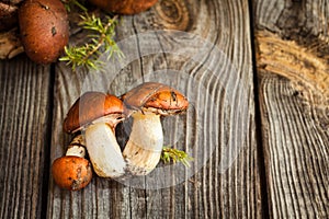 Forest picking mushrooms. Edible mushroom Suillus luteus