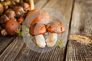 Forest picking mushrooms. Edible mushroom Suillus luteus