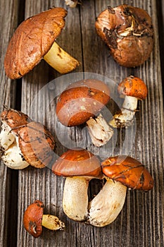 Forest picking mushrooms. Edible mushroom Suillus luteus