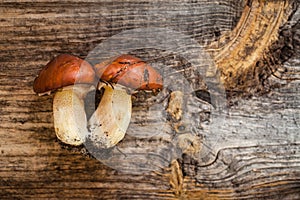 Forest picking mushrooms. Edible mushroom Suillus luteus