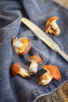 Forest picking mushrooms. Edible mushroom Suillus luteus