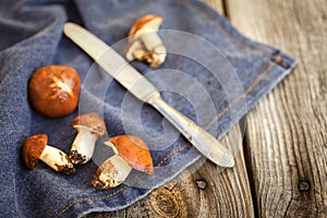 Forest picking mushrooms. Edible mushroom Suillus luteus