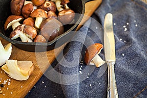 Forest picking mushrooms. Edible mushroom Suillus luteus