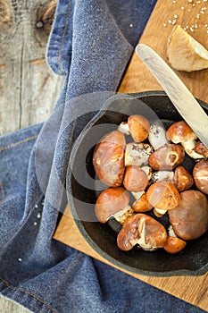 Forest picking mushrooms. Edible mushroom Suillus luteus