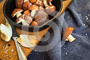 Forest picking mushrooms. Edible mushroom Suillus luteus