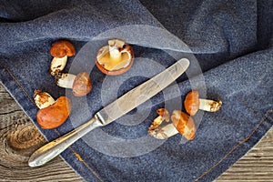 Forest picking mushrooms. Edible mushroom Suillus luteus