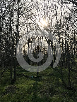 Forest pierced by rays of sunlight