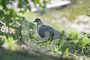 Forest pigeon - sits on the grass