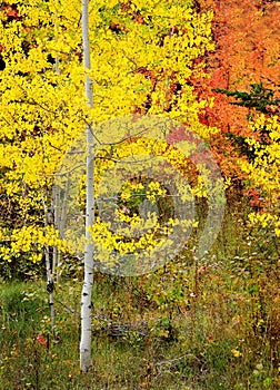Forest of Pine, Aspen and MapleTrees in Fall