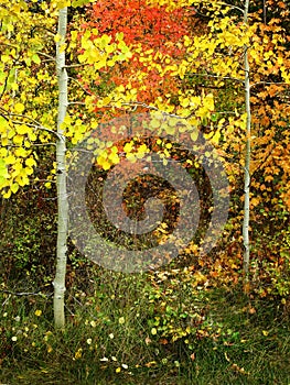 Forest of Pine, Aspen and MapleTrees in Fall