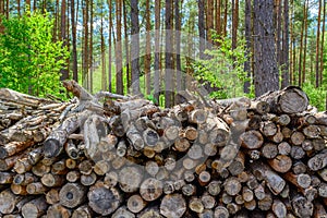 Forest pine and spruce trees. Log trunks pile, the logging timber wood industry.