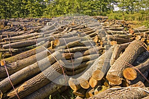 Forest pine and spruce trees - Log trunks pile - timber wood industry - deforestation concept