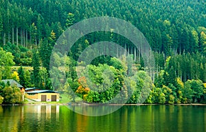 Forest of Pine Tree beside the lake.