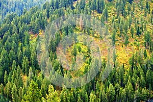 Forest of Pine Trees in Autumn