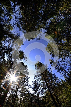 Forest of Pine Trees Fisheye Lens Sky and Sunstar