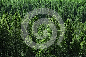 Forest of PIne Trees Green Wooded Wilderness