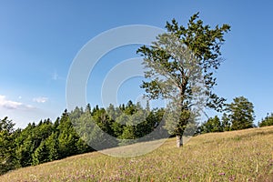 Forest Pine Trees Landscape and Green Meadow with Blue Cloudy Sky