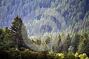 Forest of Pine Trees and Mountains