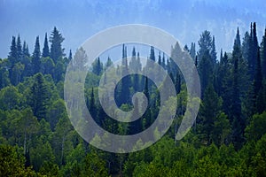 Forest of Pine Trees in Mountains Landscape Lush Green Growth Foliage