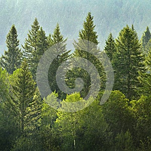 Forest of Pine Trees in Rain