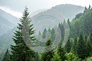 Forest of pine trees in rain on a mountainside