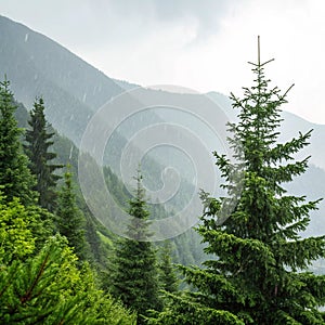 Forest of pine trees in rain on a mountainside
