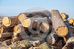 Forest pines and firs. Pile of logs, logging wood industry