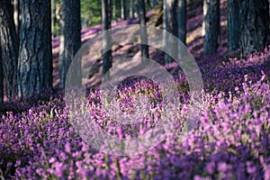 Forest with pink erika flowers