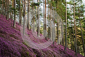 Forest with pink erika flowers