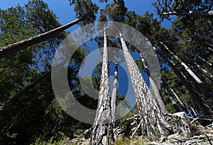 Forest of Pino Silvestre near Brusson, Val d`Ayas photo