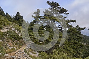 Forest of Pinsapos Abies pinsapo trail in the Sierra de las Nieves National Park in the province of Malaga. Spain photo