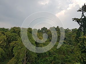 Forest pinus and bamboe view in indonesia