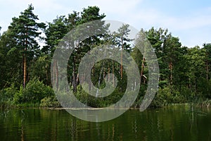 Forest at the Pisochne Lake near Shatsk