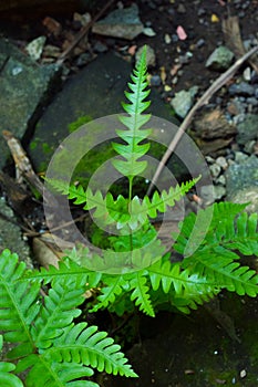 Forest plant,Ferns (Pteridophyta), Indonesian nature