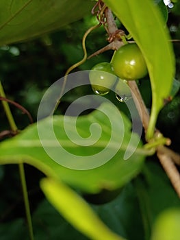 Forest plant fruit with nice water drops enjoying nature beauty