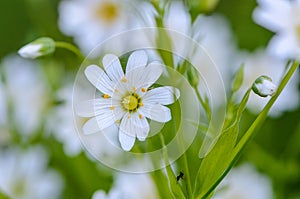 Forest plant stellate flowers in spring with white flowers