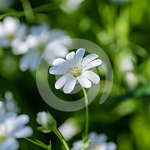 Forest plant stellate flowers in spring with white flowers