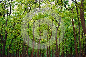 Forest plantation, India