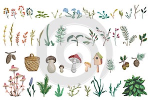 Forest plants, berries, flowers, mushrooms, plant, berry, cones. Decorative design  elements of forest flora in watercolor style.