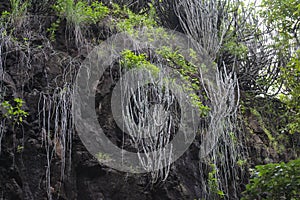 Forest Plants Growing on the Slope of Gorges in Forest