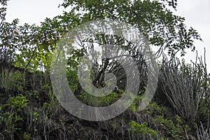 Forest Plants Growing on the Slope of Gorges in Forest