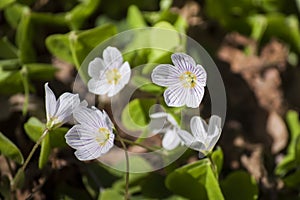 Plants in spring- closeup of small white blossoms with fresh green leaves of Wood-sorrel in sunlight